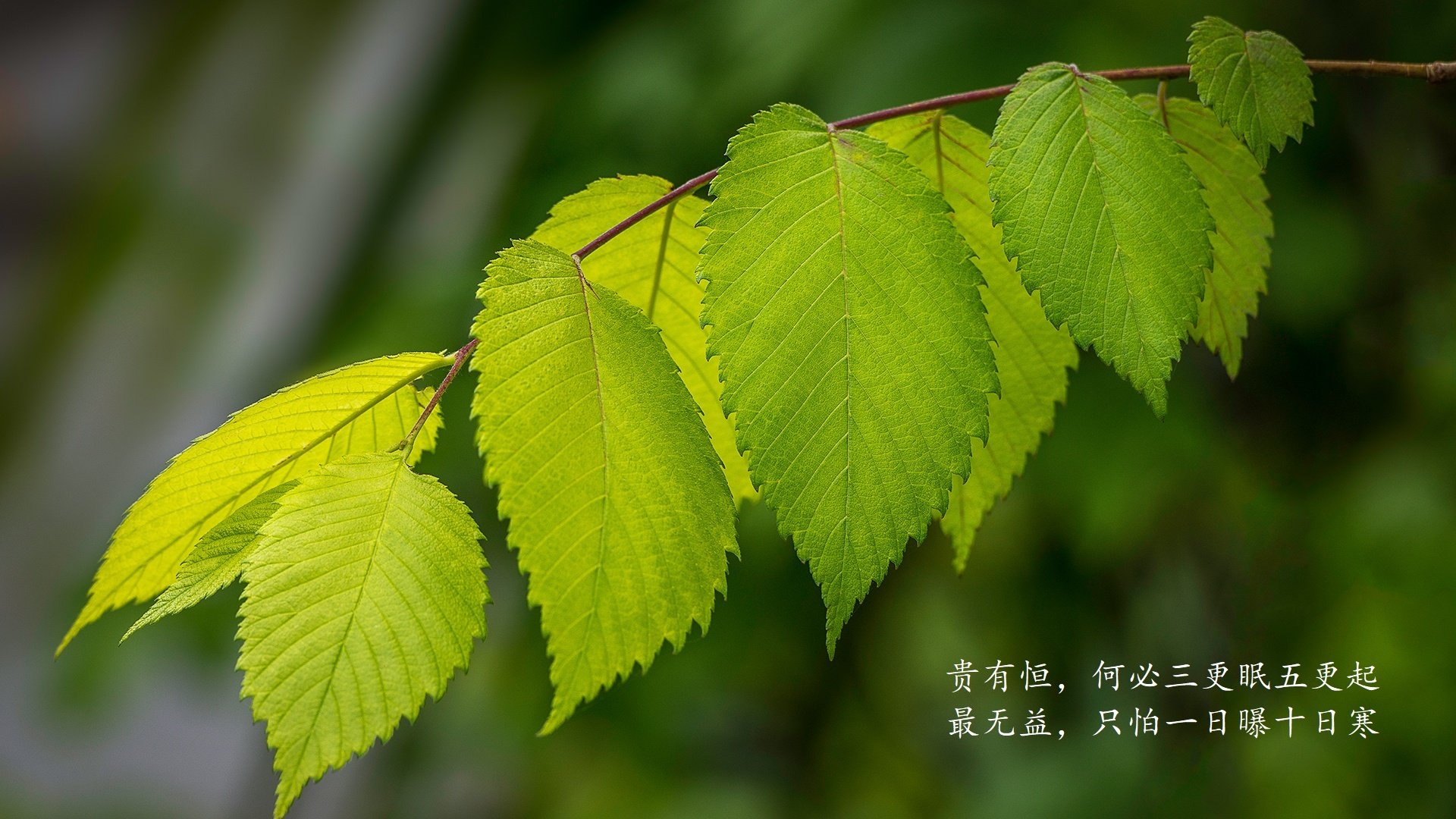国民队战术多样化取得成效，国民队战术多样化取得成效的例子