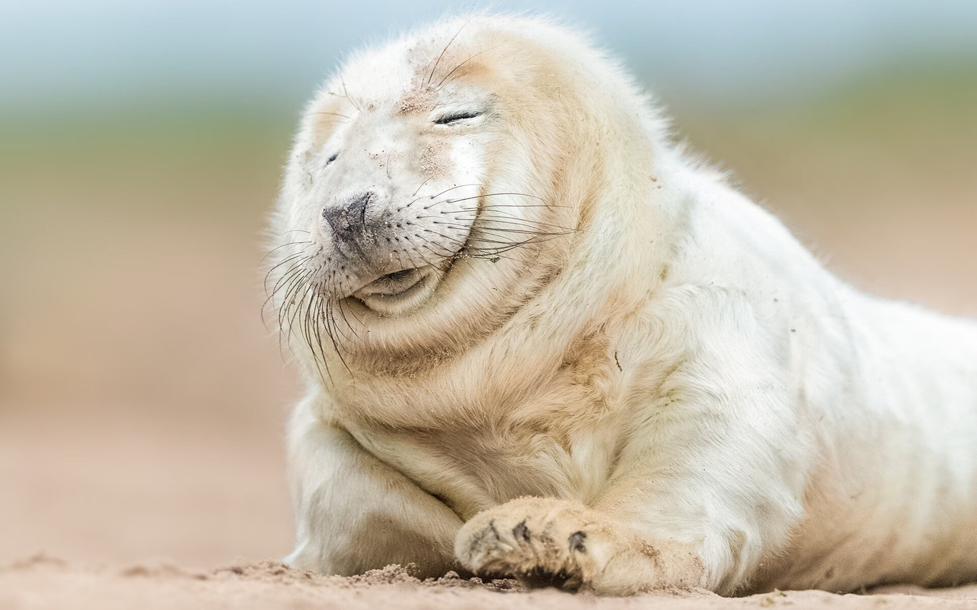 意甲高速反击：瞬间突破开花榜！，意甲snai